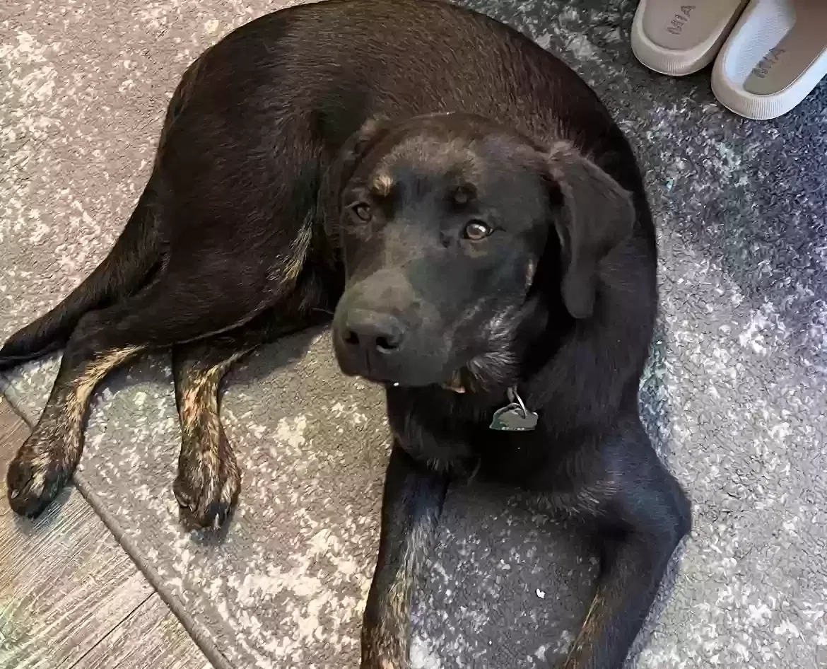 Lost dog in Adger, AL, 35006