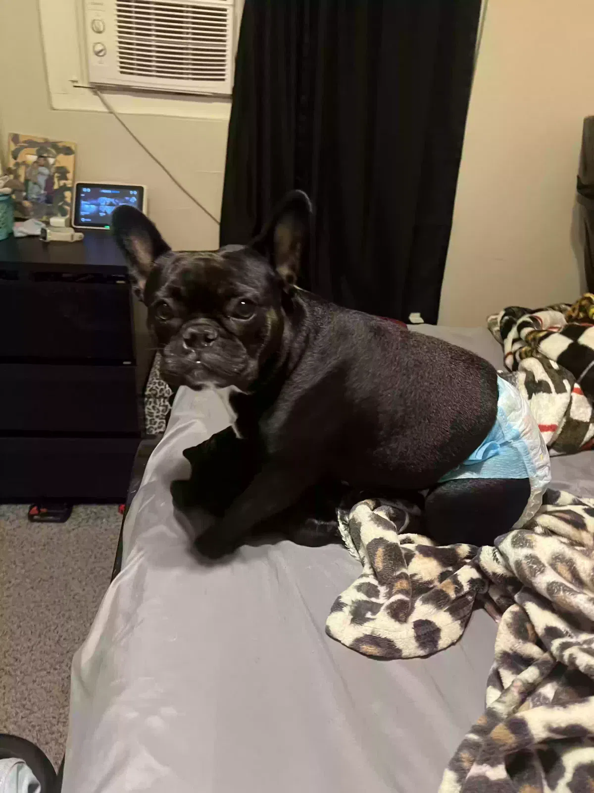 Lost dog in Sacramento, CA, 95822