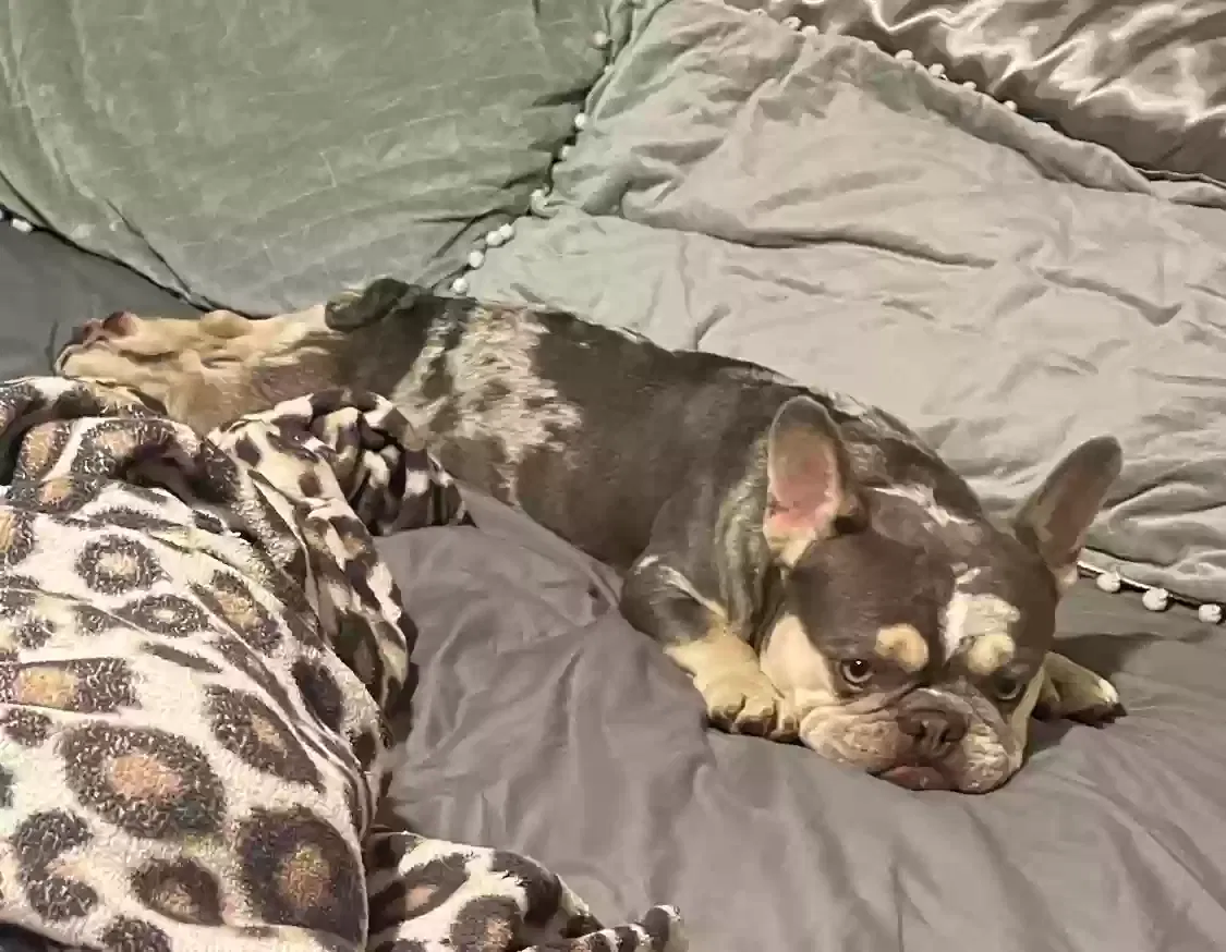 Lost dog in Sacramento, CA, 95822