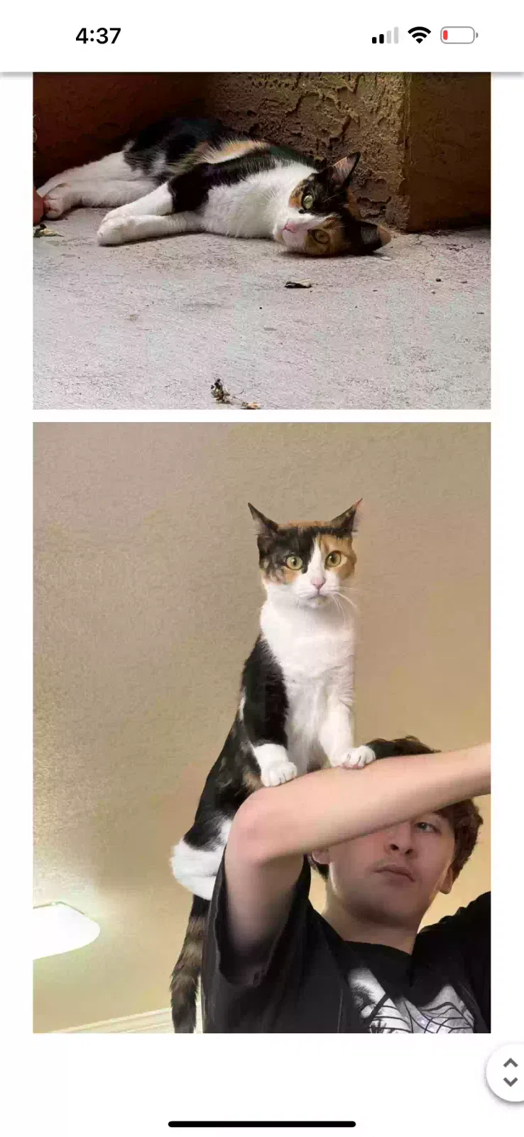 Lost cat in Albuquerque, NM, 87114
