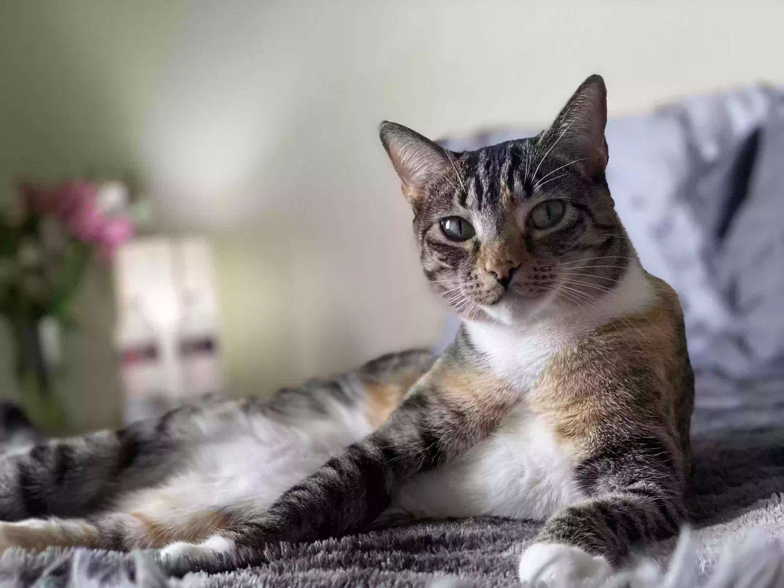 Lost cat in Albuquerque, NM, 87120