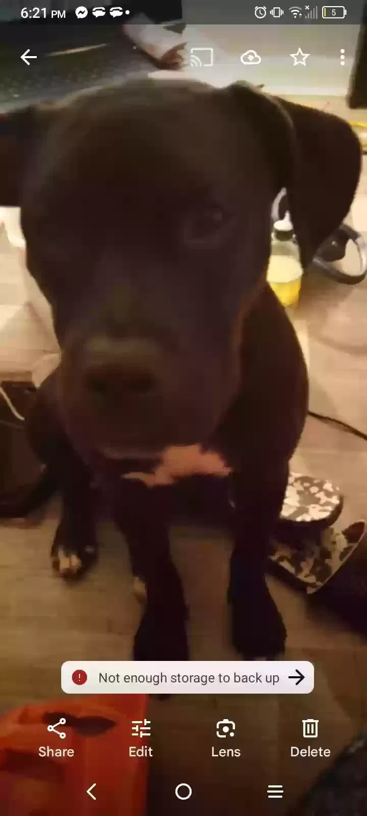 Lost dog in Chattanooga, TN, 37415