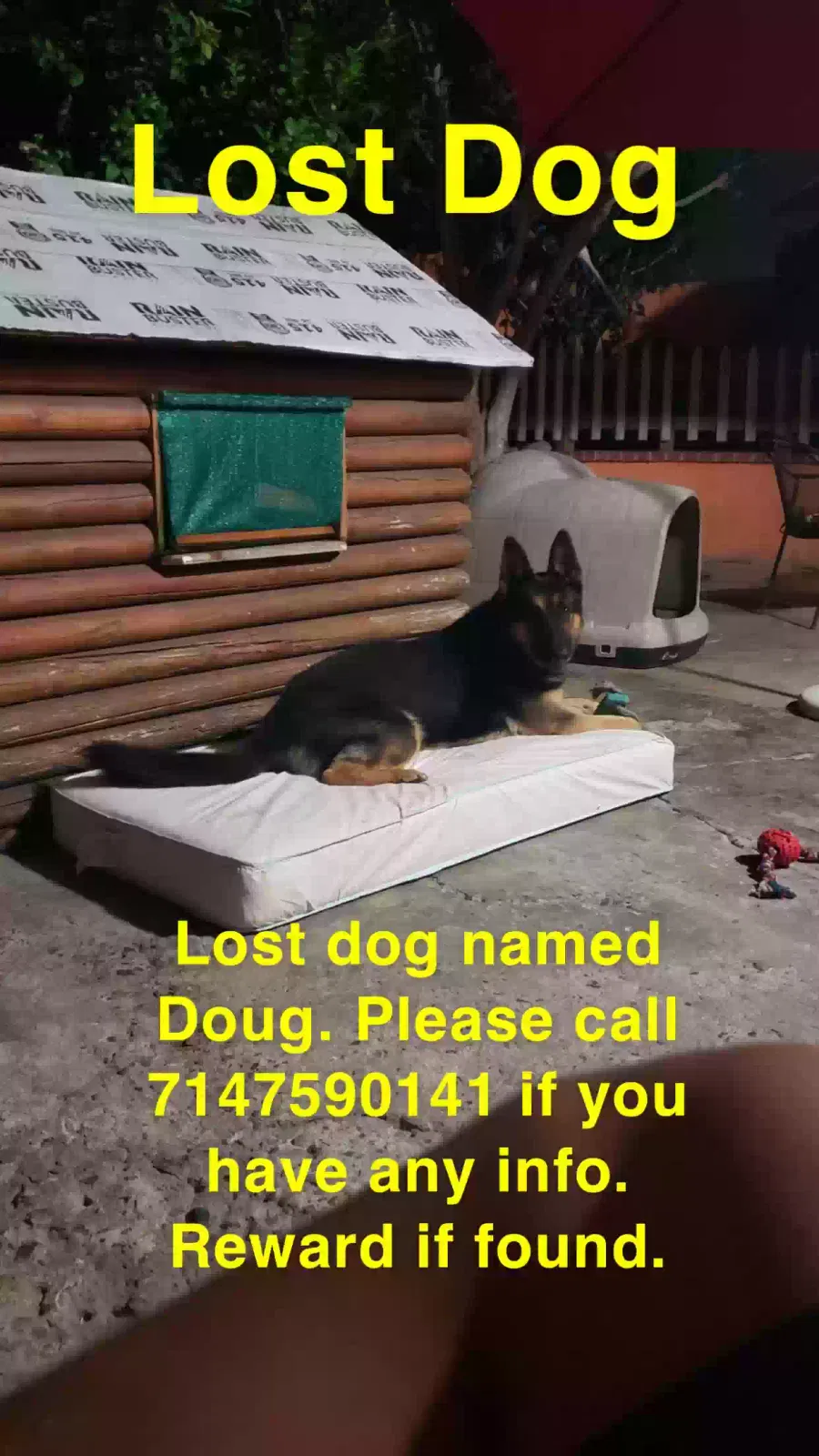 Lost dog in Santa Ana, CA, 92703