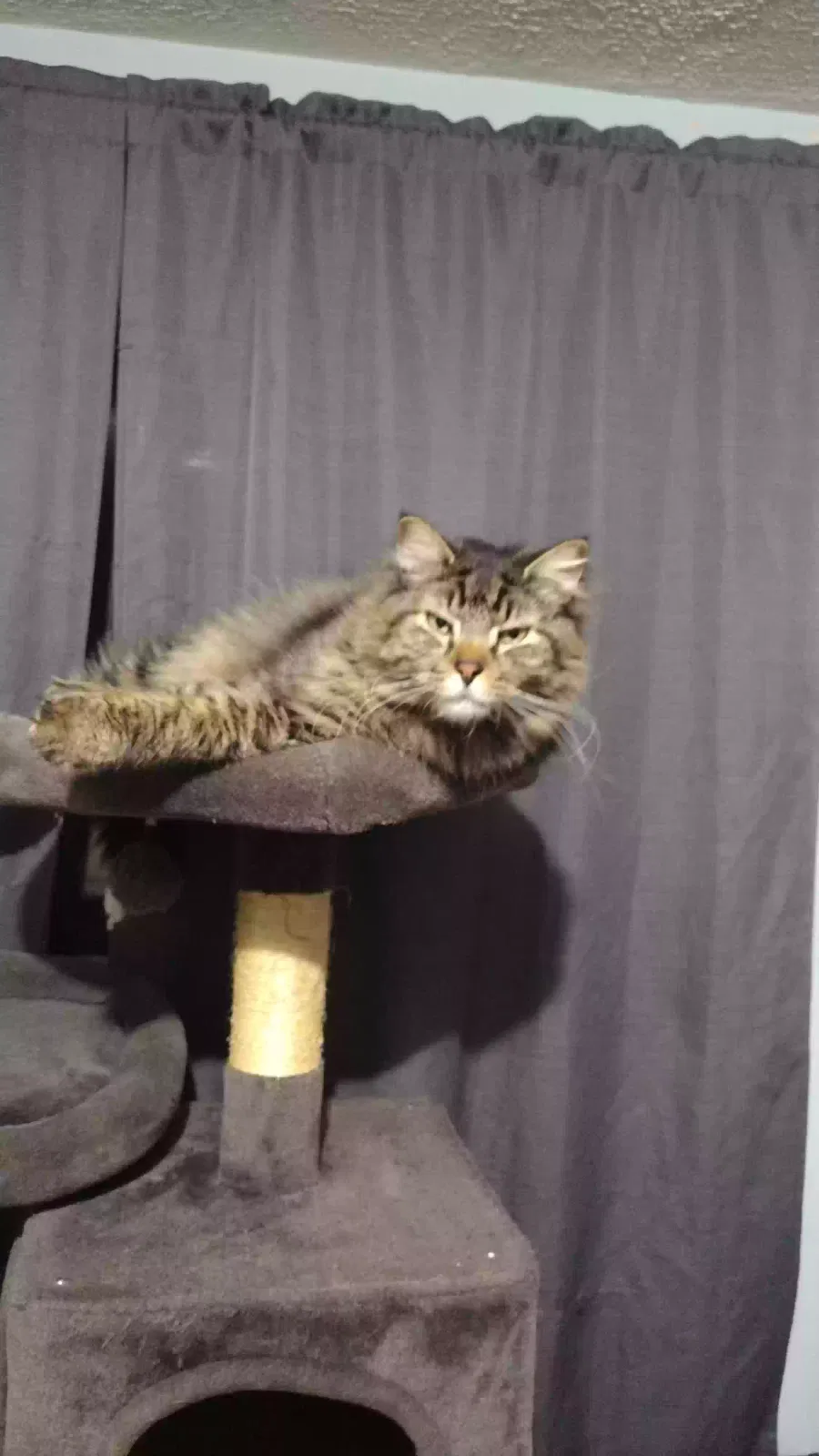 Lost cat in Spokane, WA, 99223