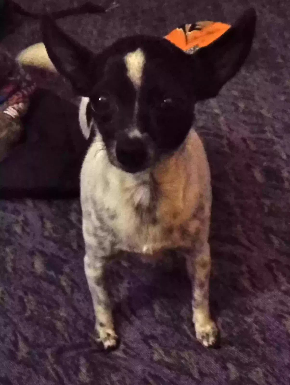 Lost dog in Euless, TX, 76039