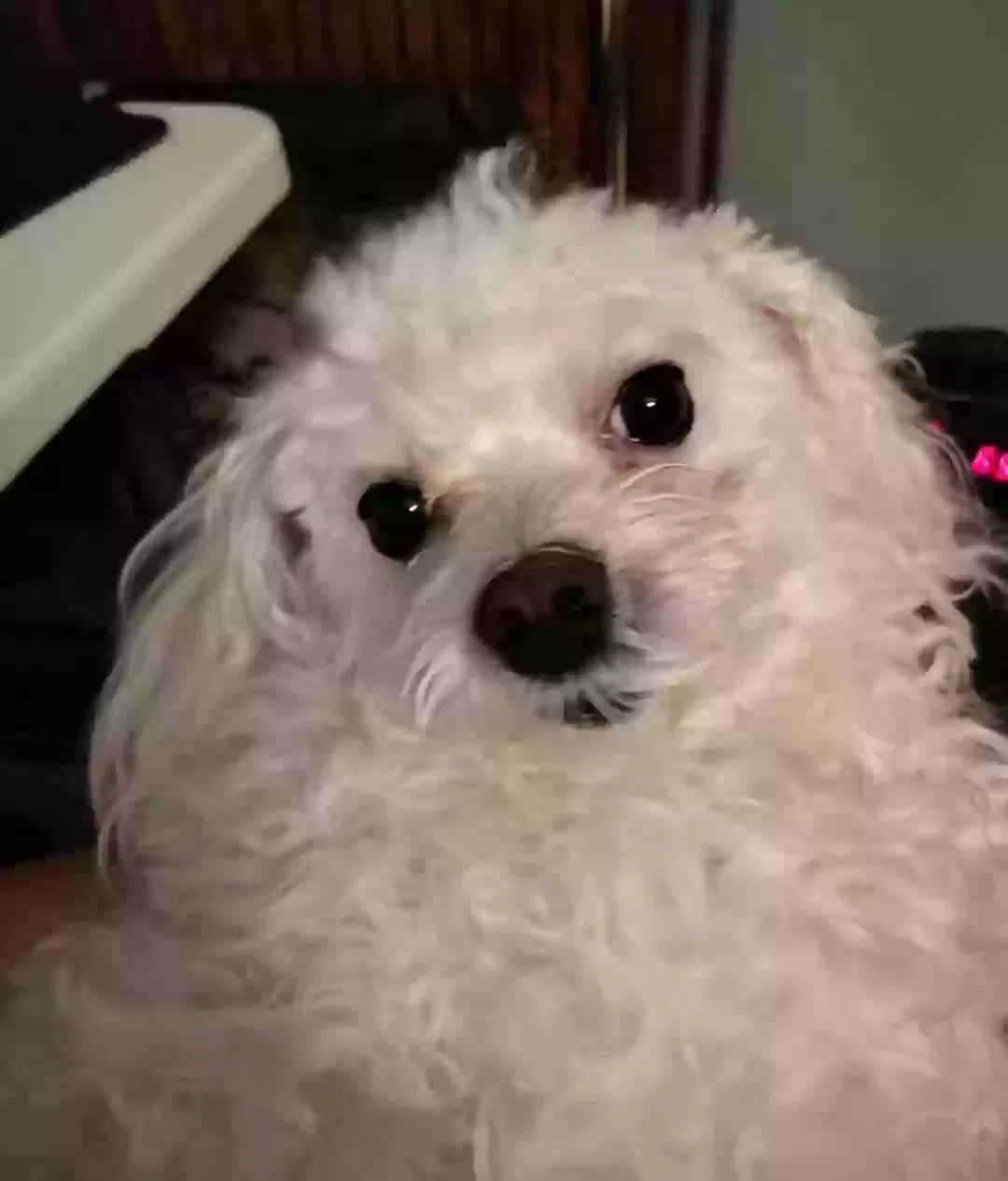 Lost dog in Wilkes Barre, PA, 18702