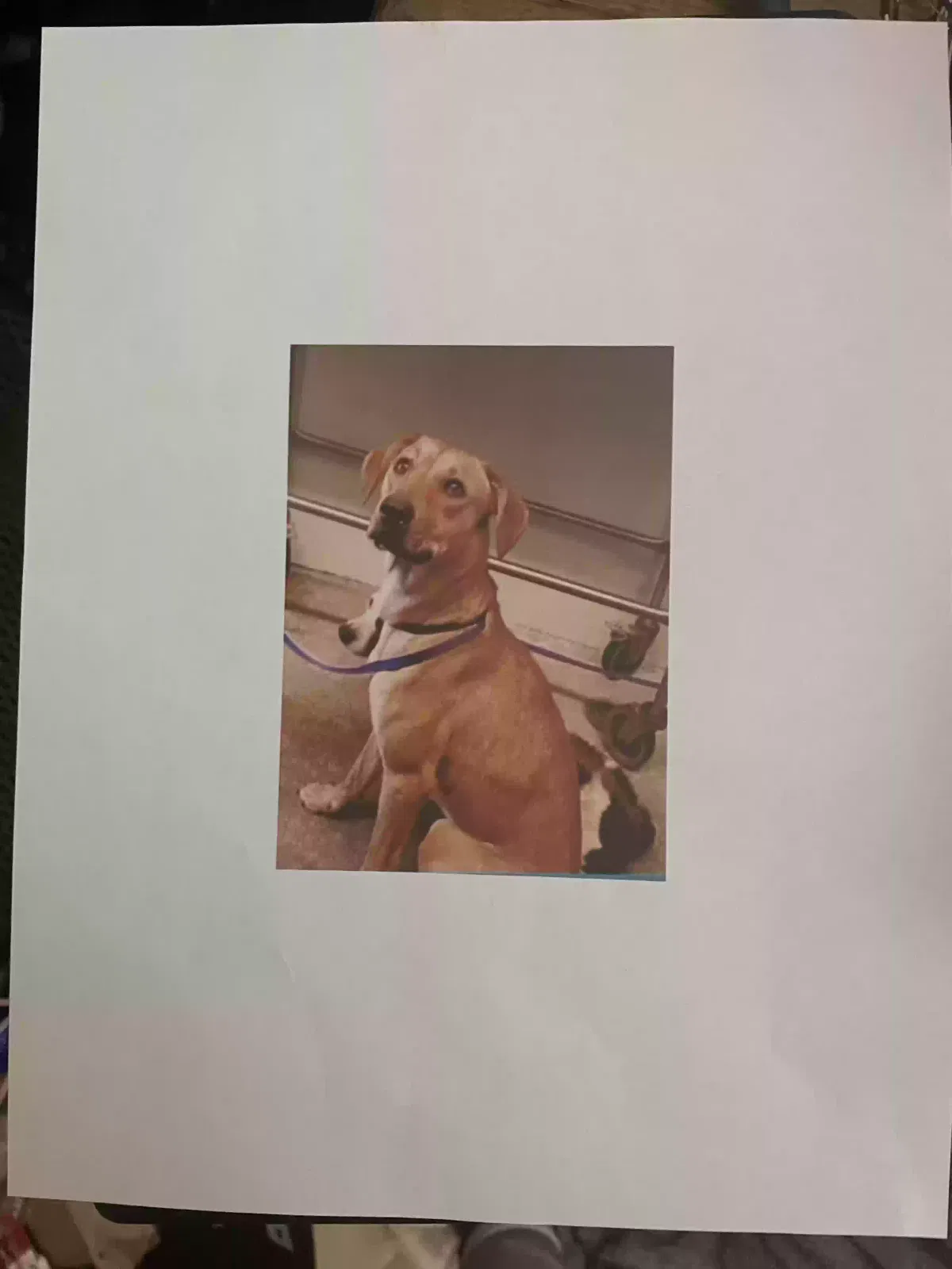Lost dog in Sacramento, CA, 95823