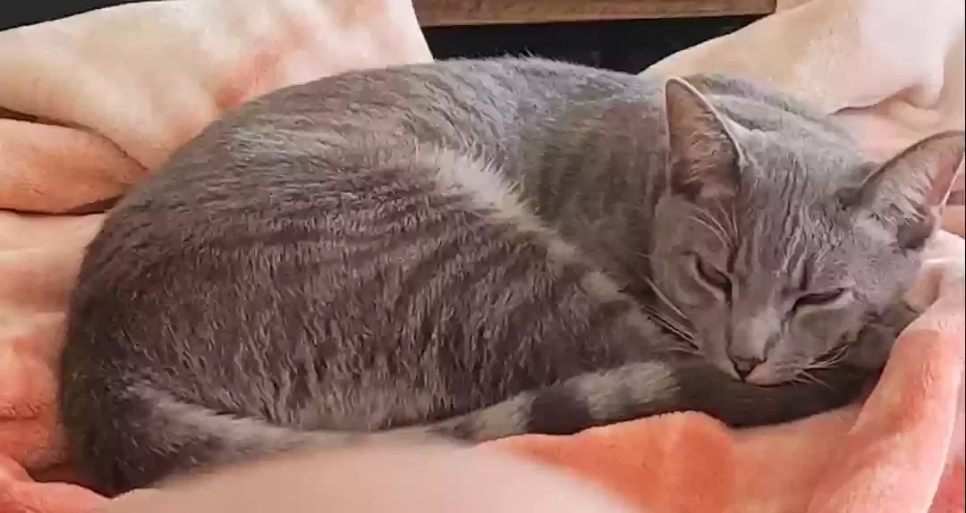 Lost cat in Las Vegas, NV, 89166