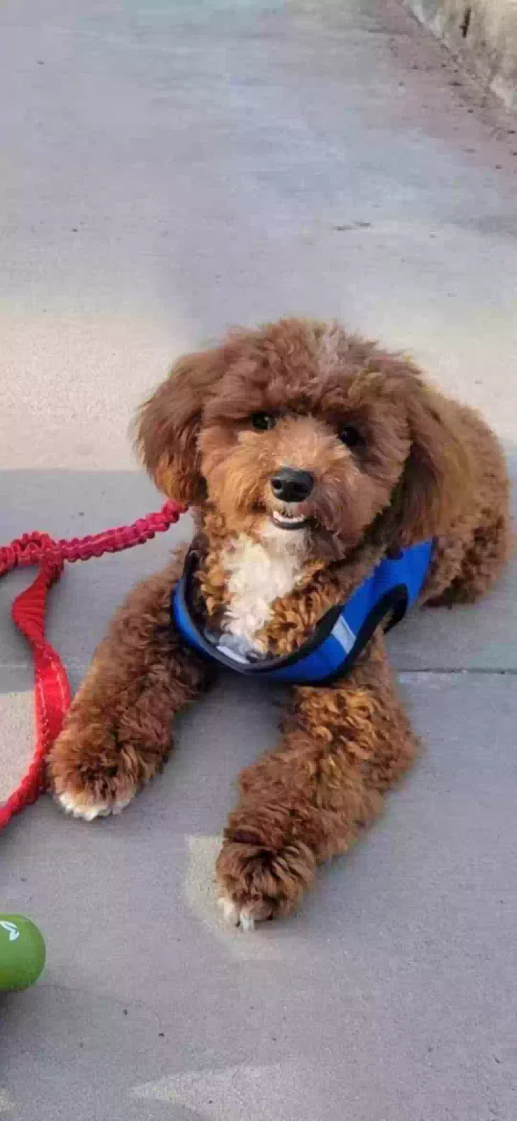 Lost dog in Fort Washington, MD, 20744