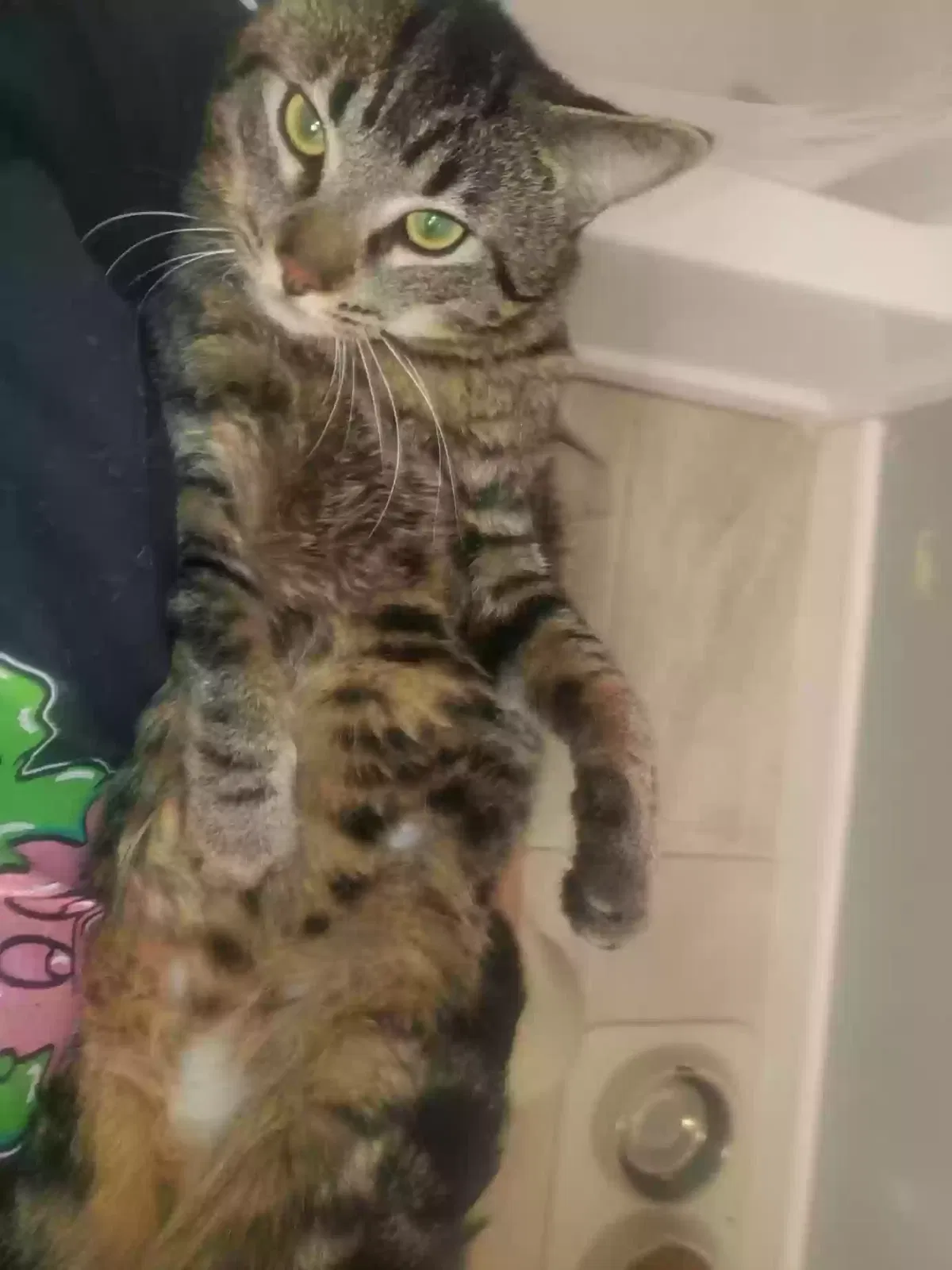 Lost cat in Sunnyvale, CA, 94085