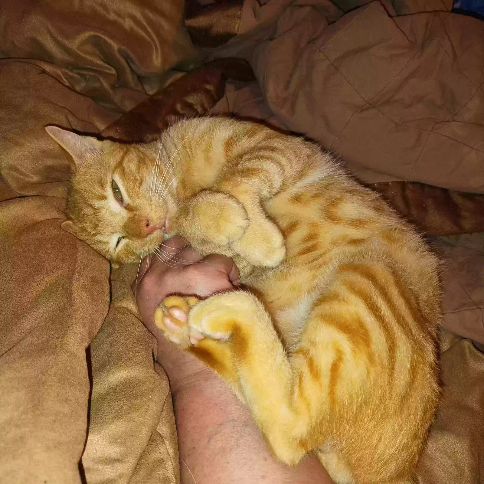 Lost cat in Clute, TX, 77531