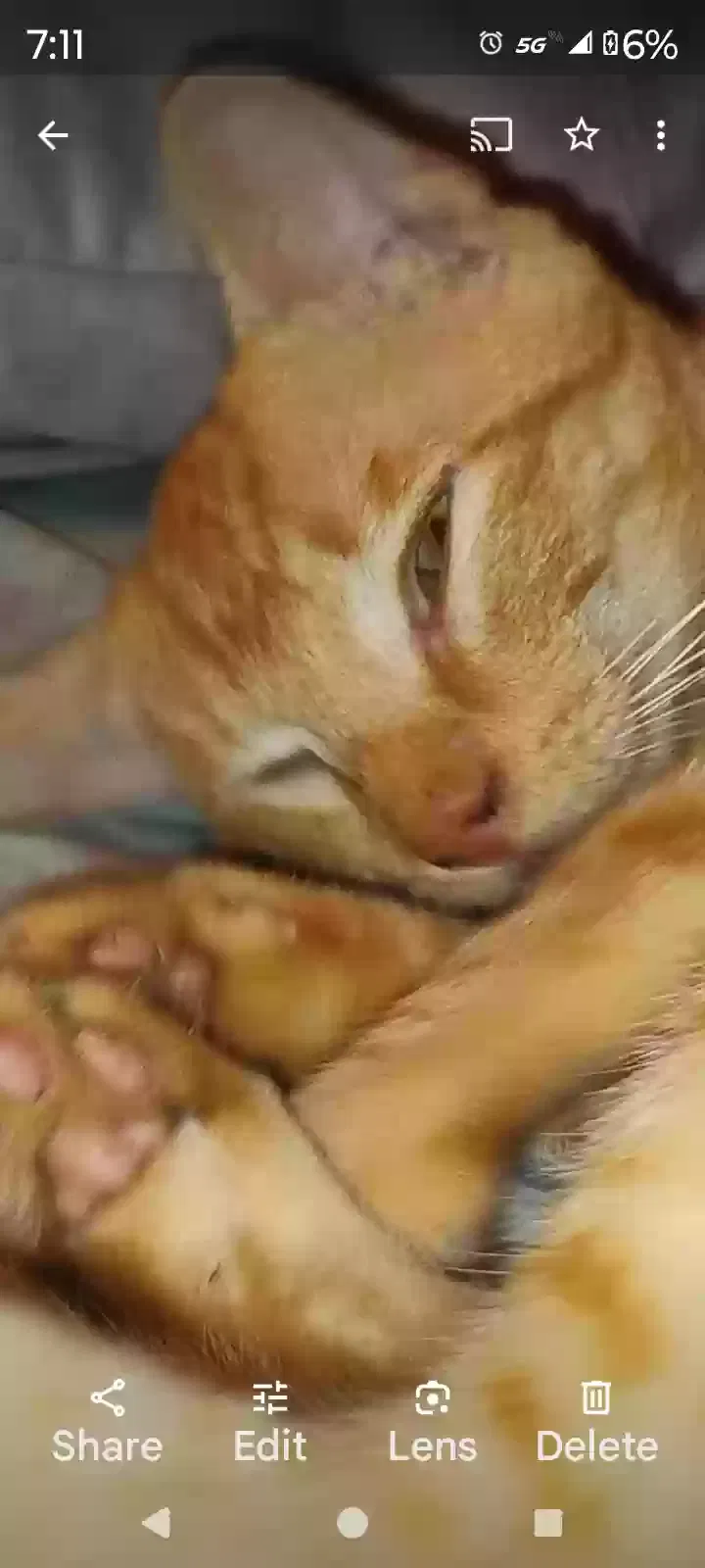 Lost cat in Clute, TX, 77531