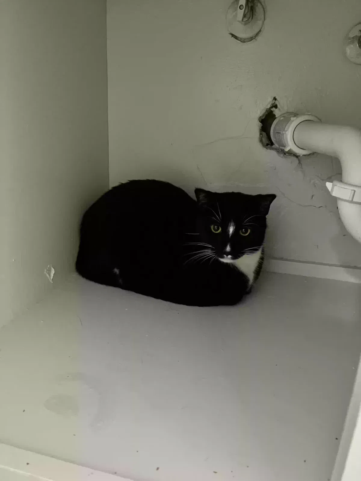 Lost cat in Phoenix, AZ, 85008