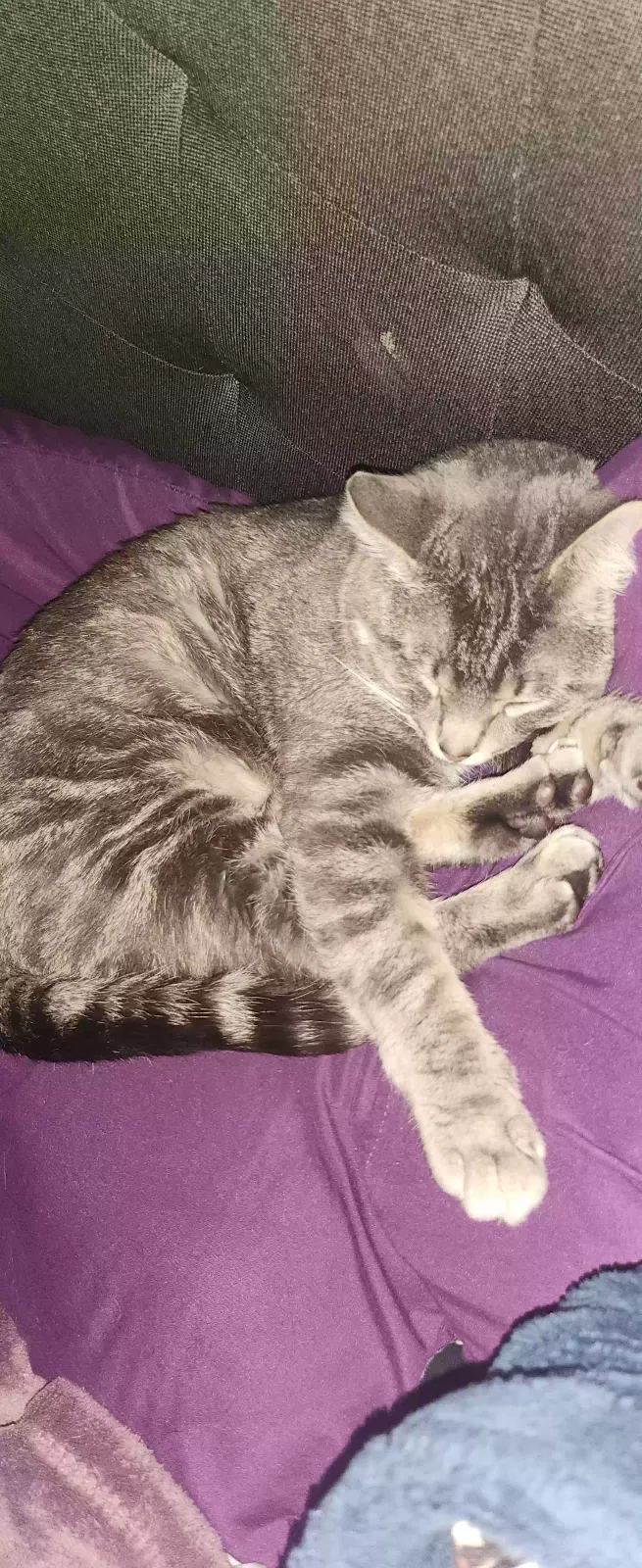 Lost cat in Grant Park, IL, 60940