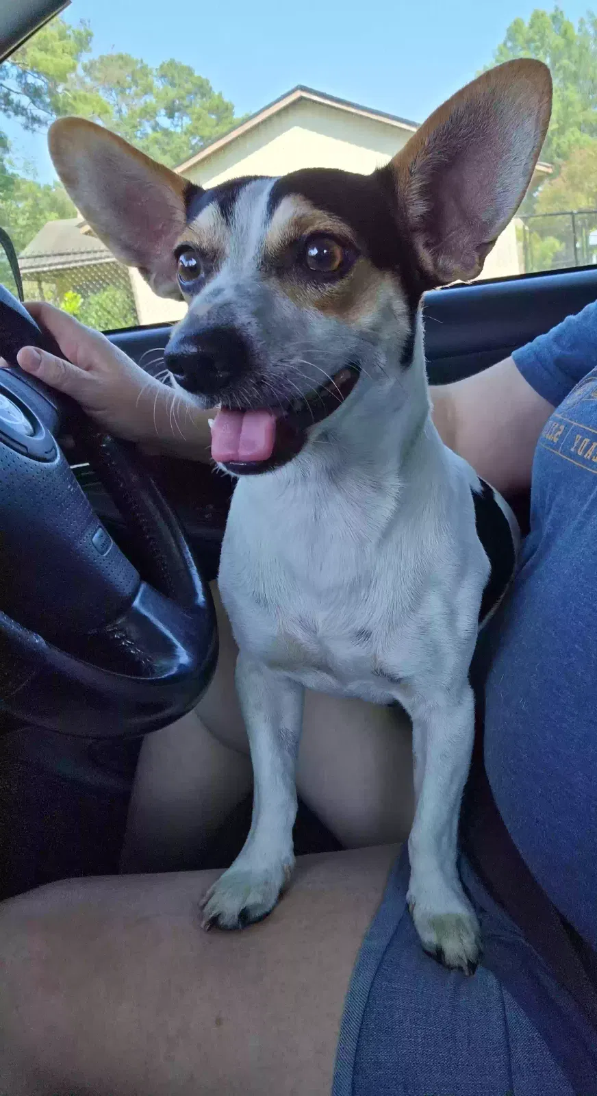 Found dog in Leesville, LA, 71446