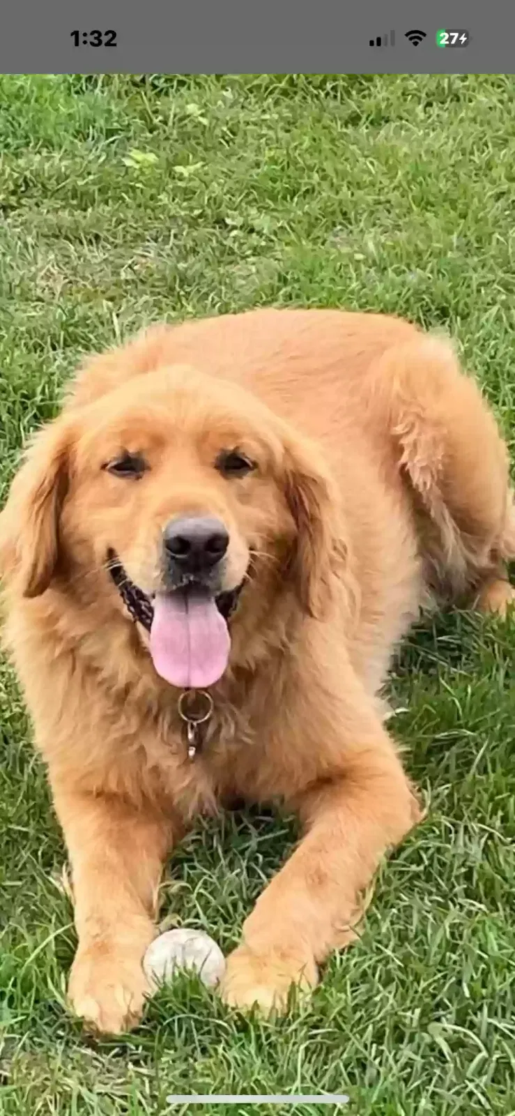 Lost dog in Sykesville, MD, 21784