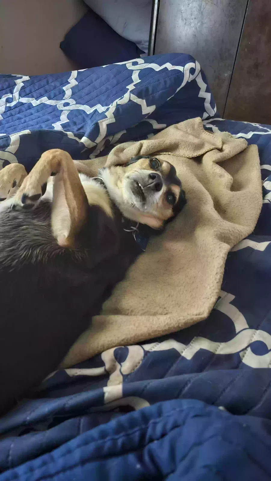 Lost dog in Kansas City, MO, 64127