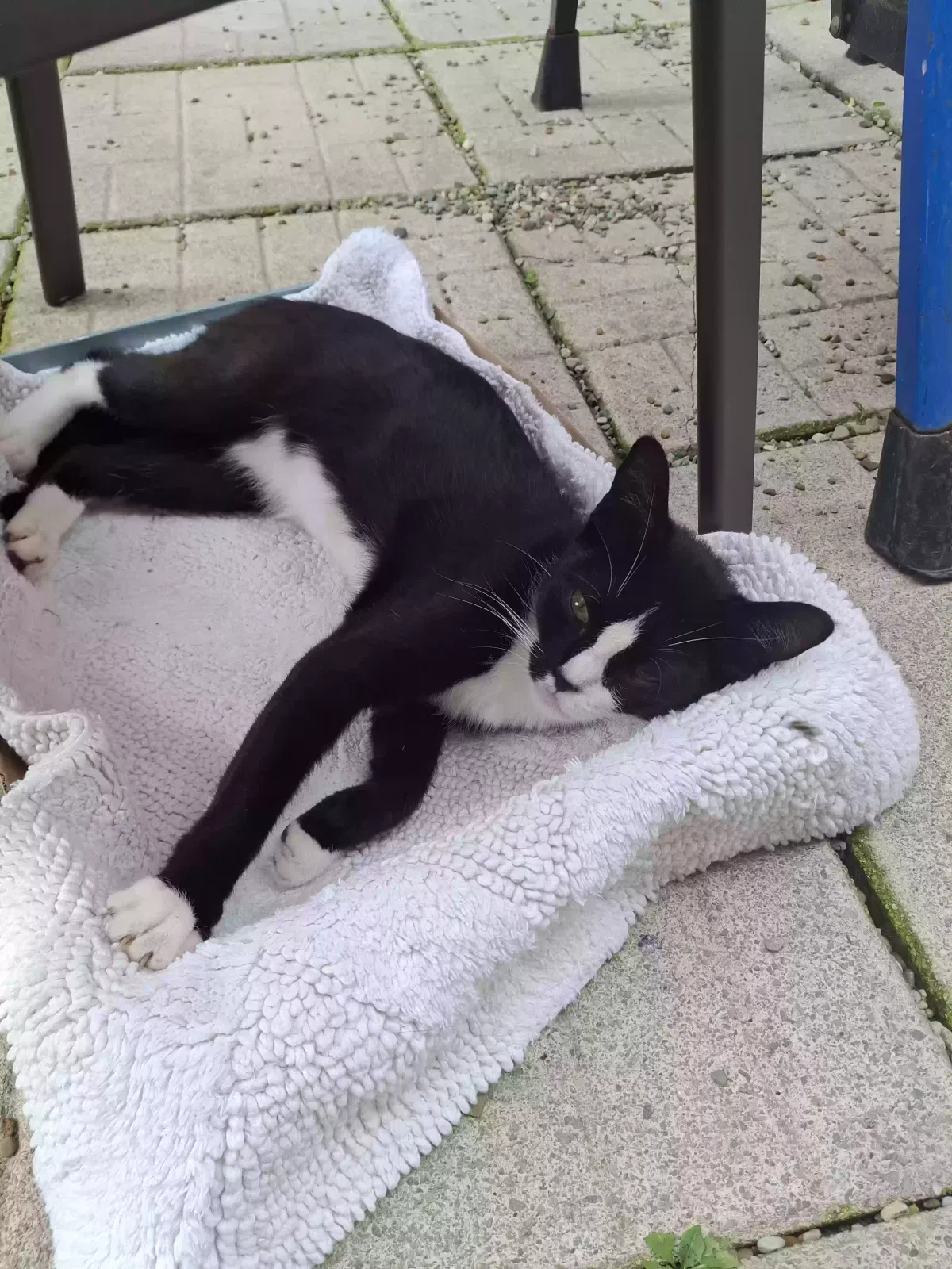 Found cat in Highland Park, MI, 48203