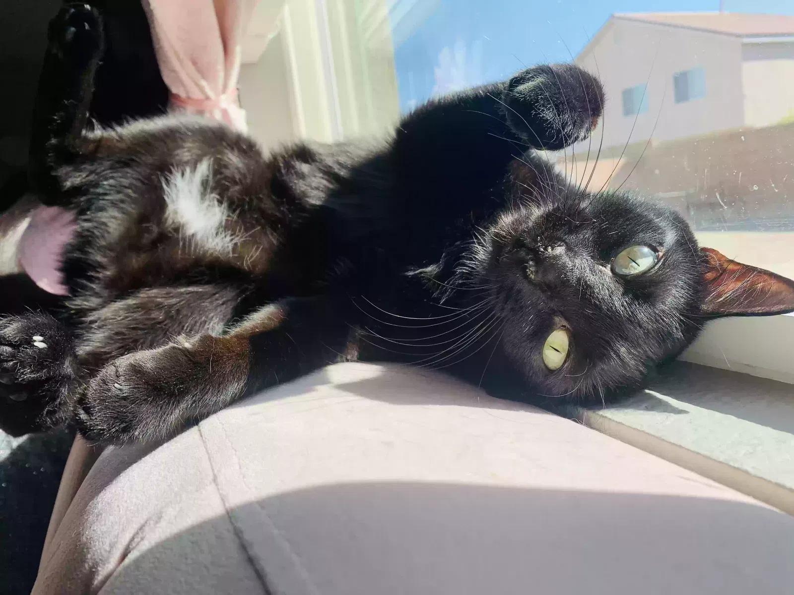 Lost cat in North Las Vegas, NV, 89031