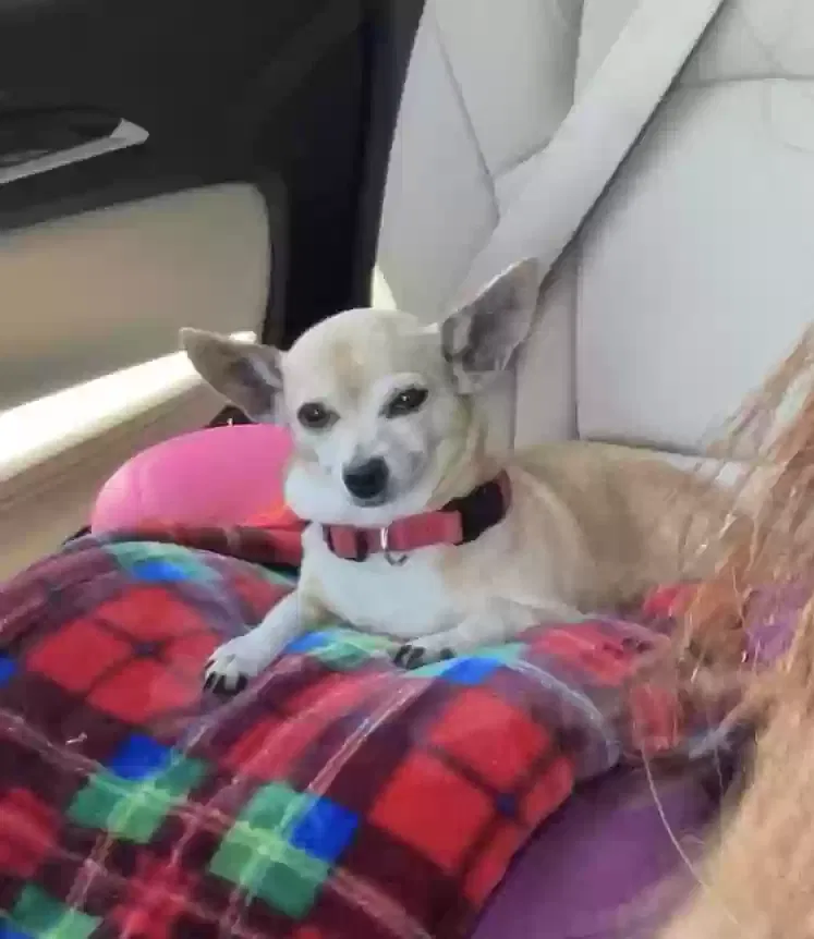 Lost dog in Laredo, TX, 78041