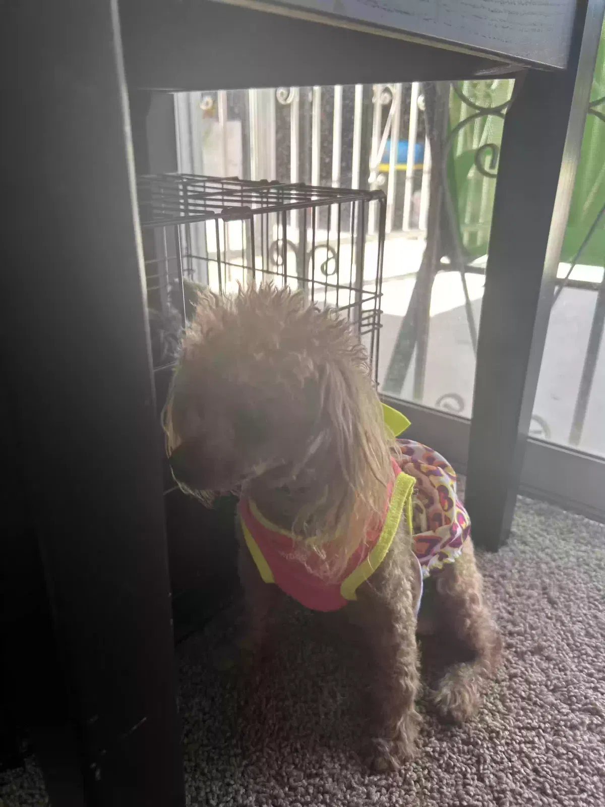 Lost dog in Monterey Park, CA, 91755
