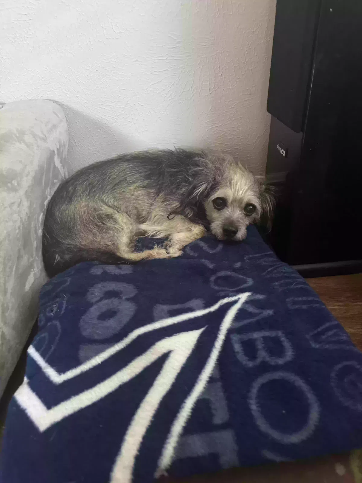 Lost dog in Fort Worth, TX, 76116