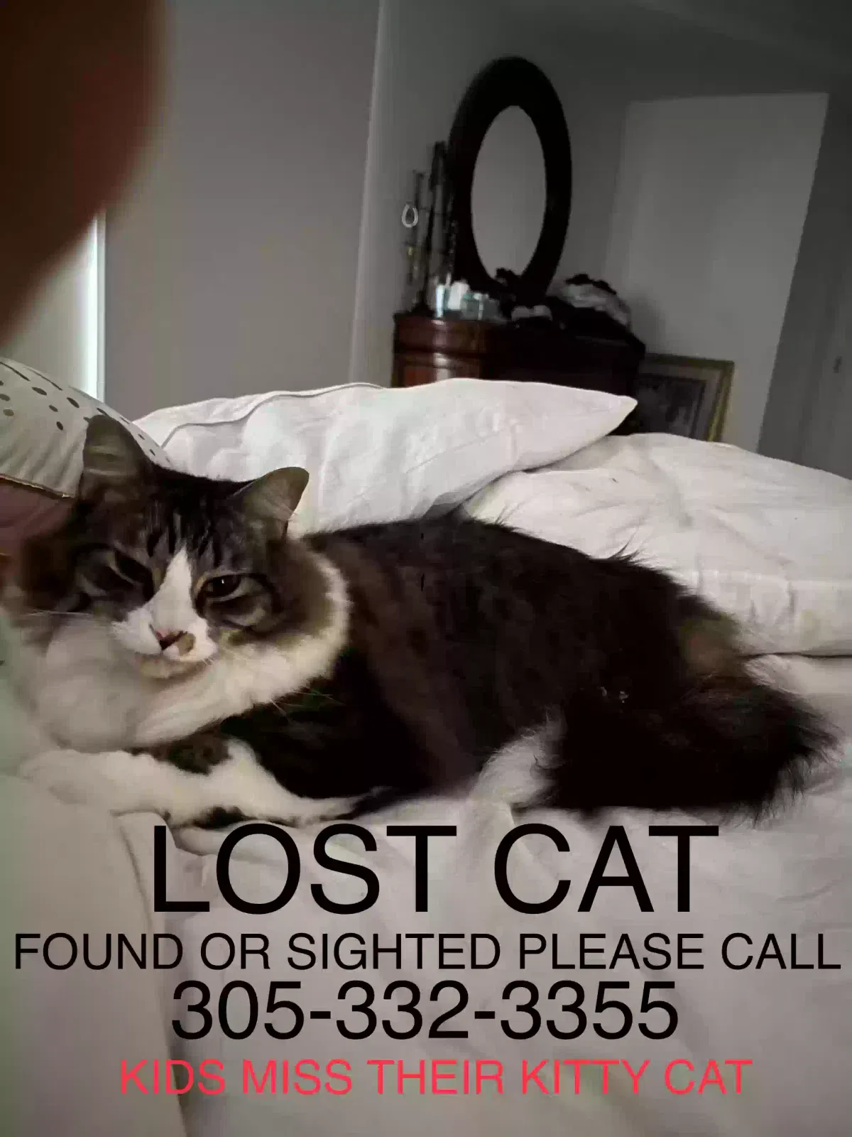 Lost cat in Chapel Hill, NC, 27517