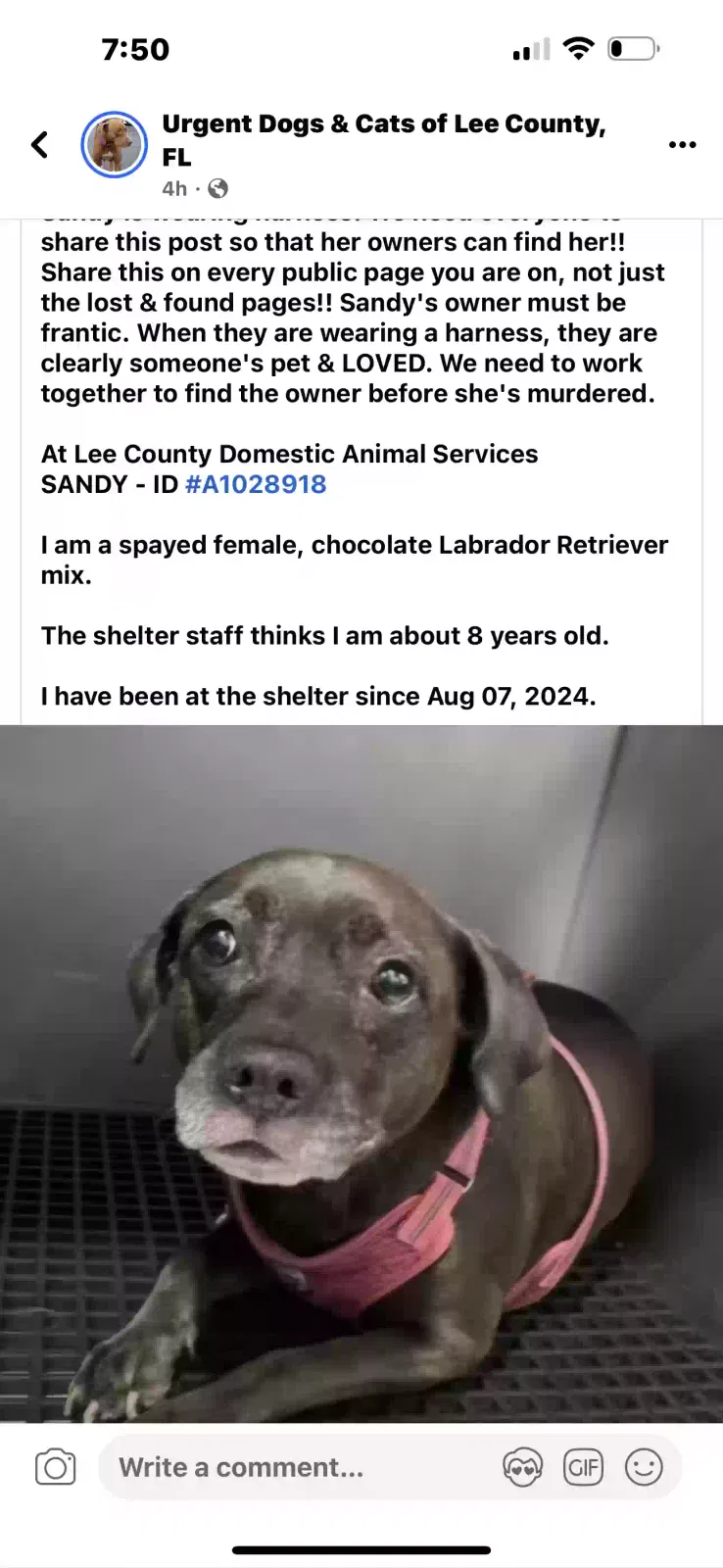Found dog in Fort Myers, FL, 33912