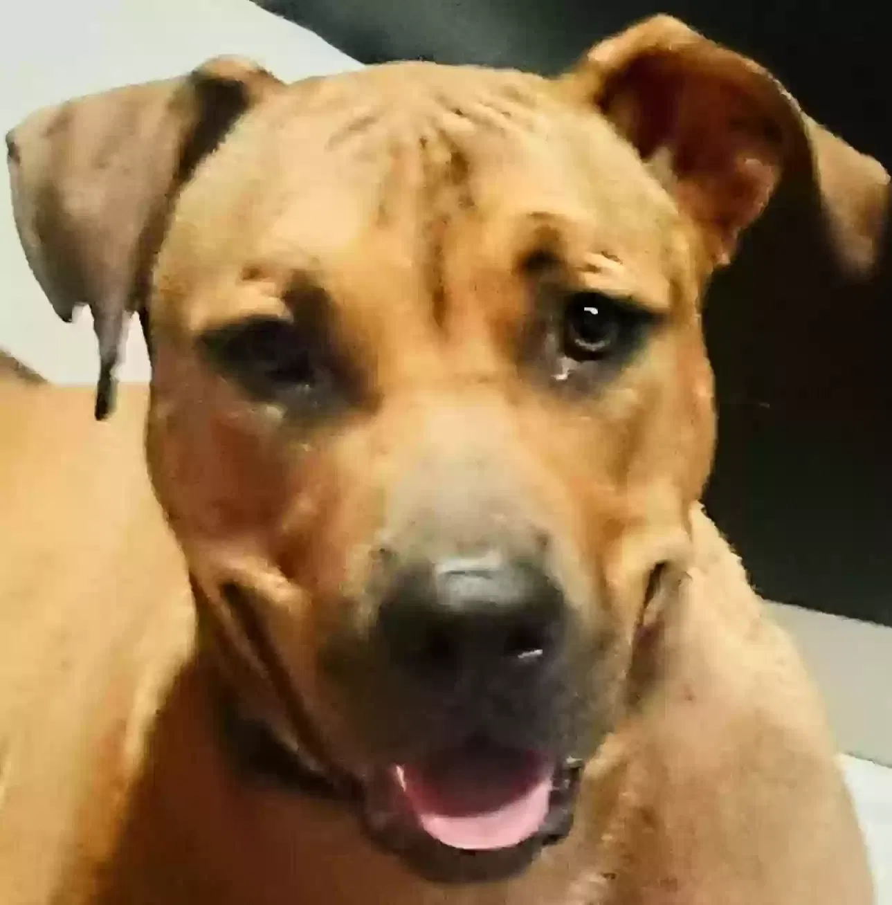 Lost dog in Clinton, MS, 39056