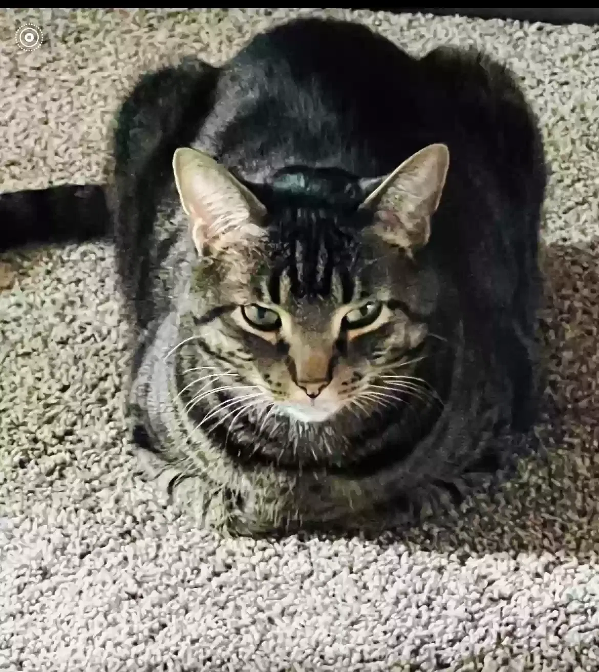 Lost cat in Naperville, IL, 60563