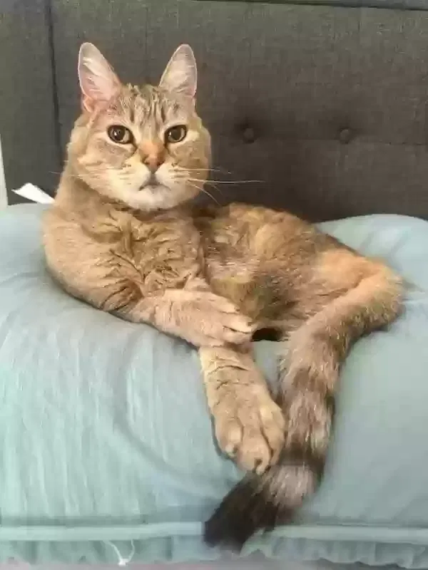 Lost cat in Unknown, AZ, 85144