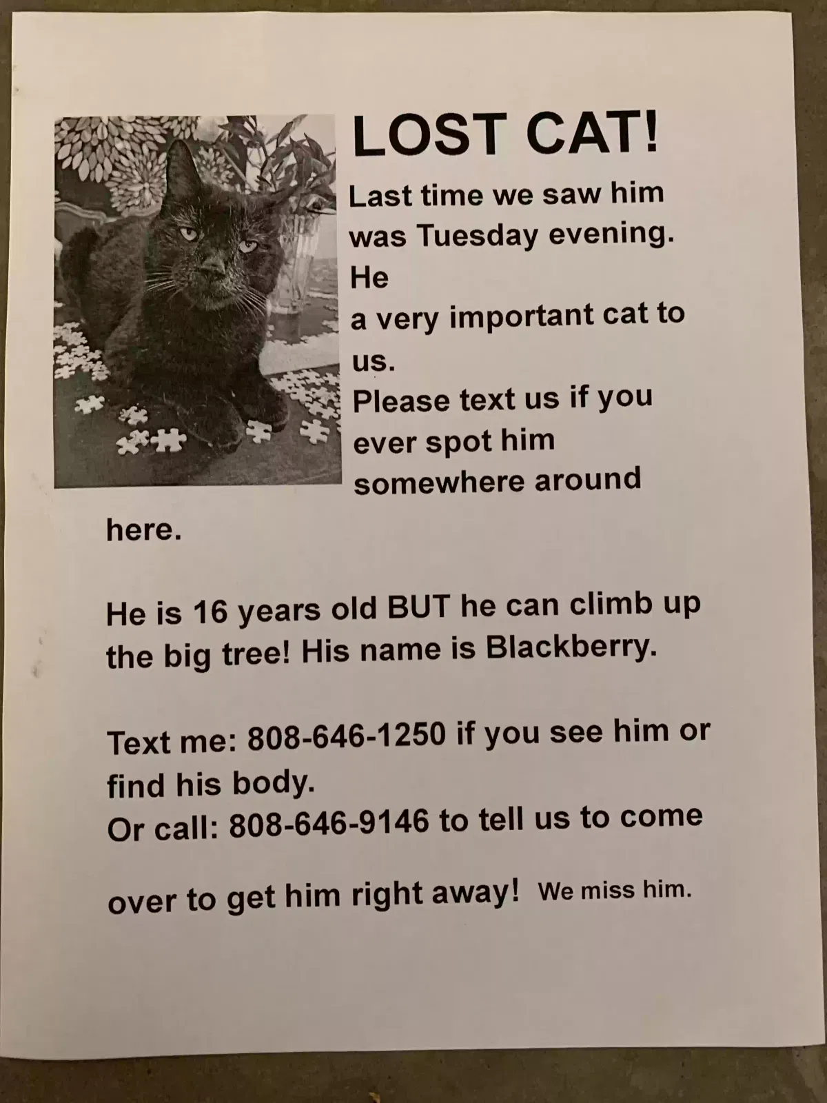 Lost cat in Scottsdale, AZ, 85258