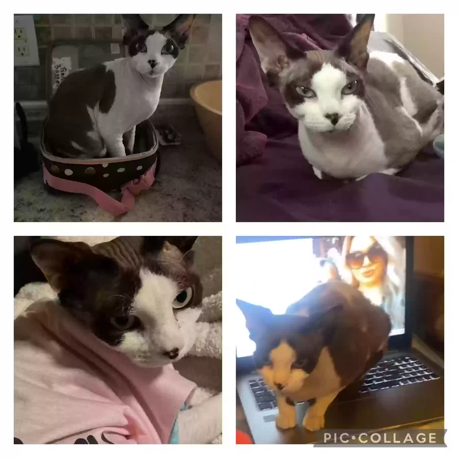 Lost cat in Phoenix, AZ, 85029