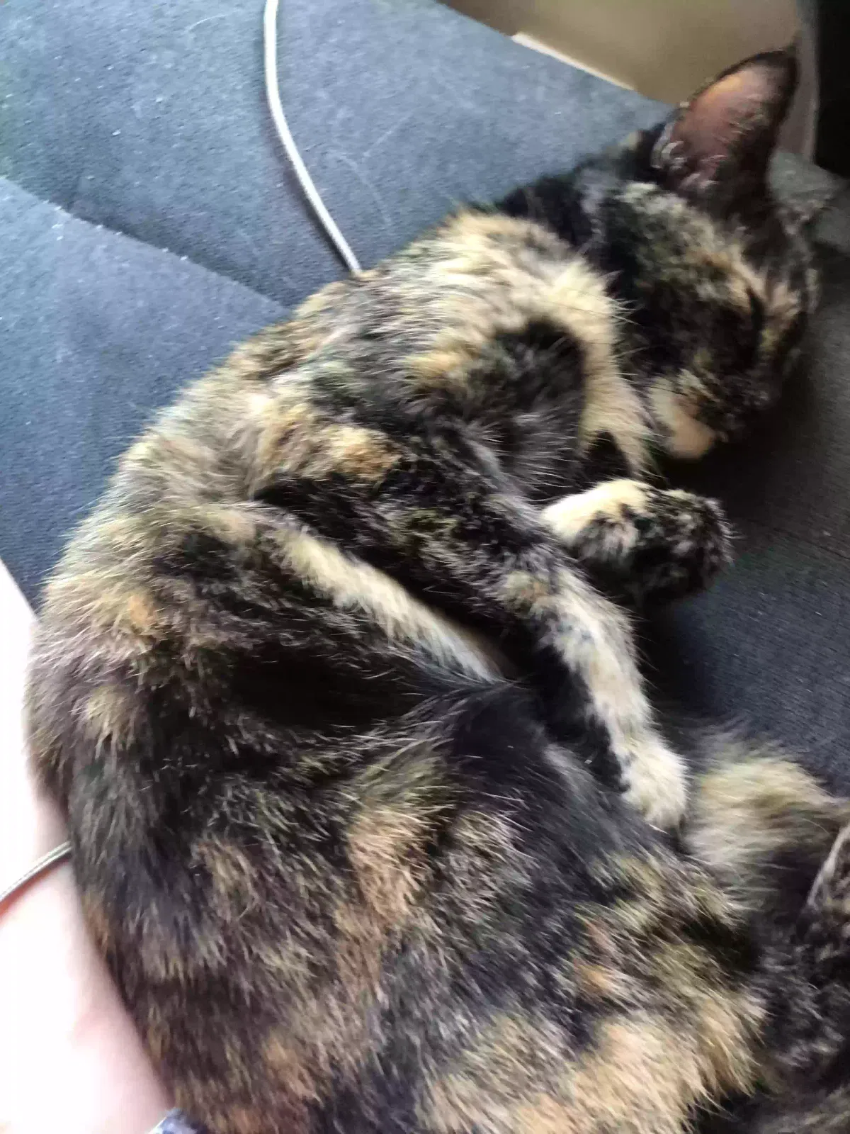 Lost cat in Cincinnati, OH, 45244
