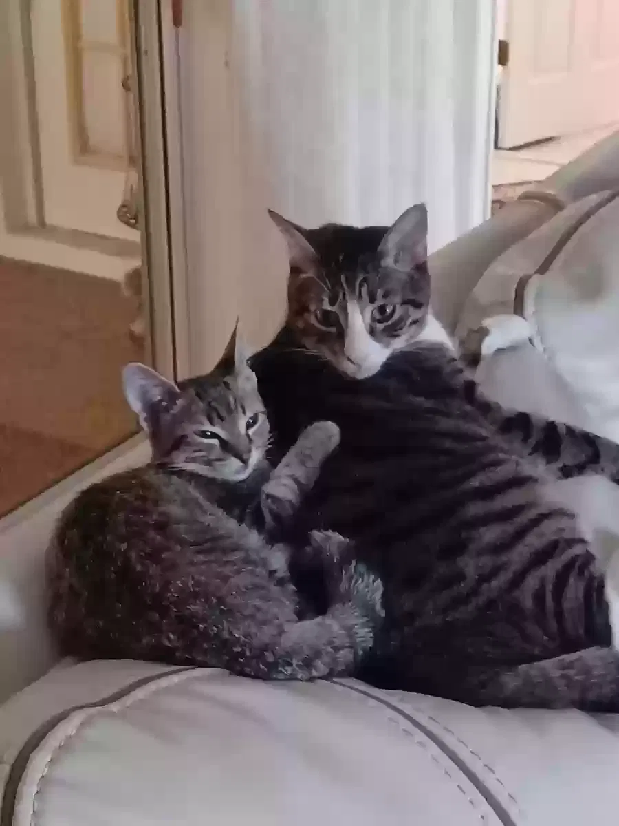 Lost cat in Hudson, FL, 34667