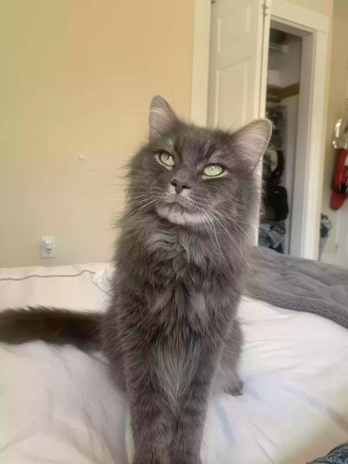 Lost cat in Brookline, MA, 2445