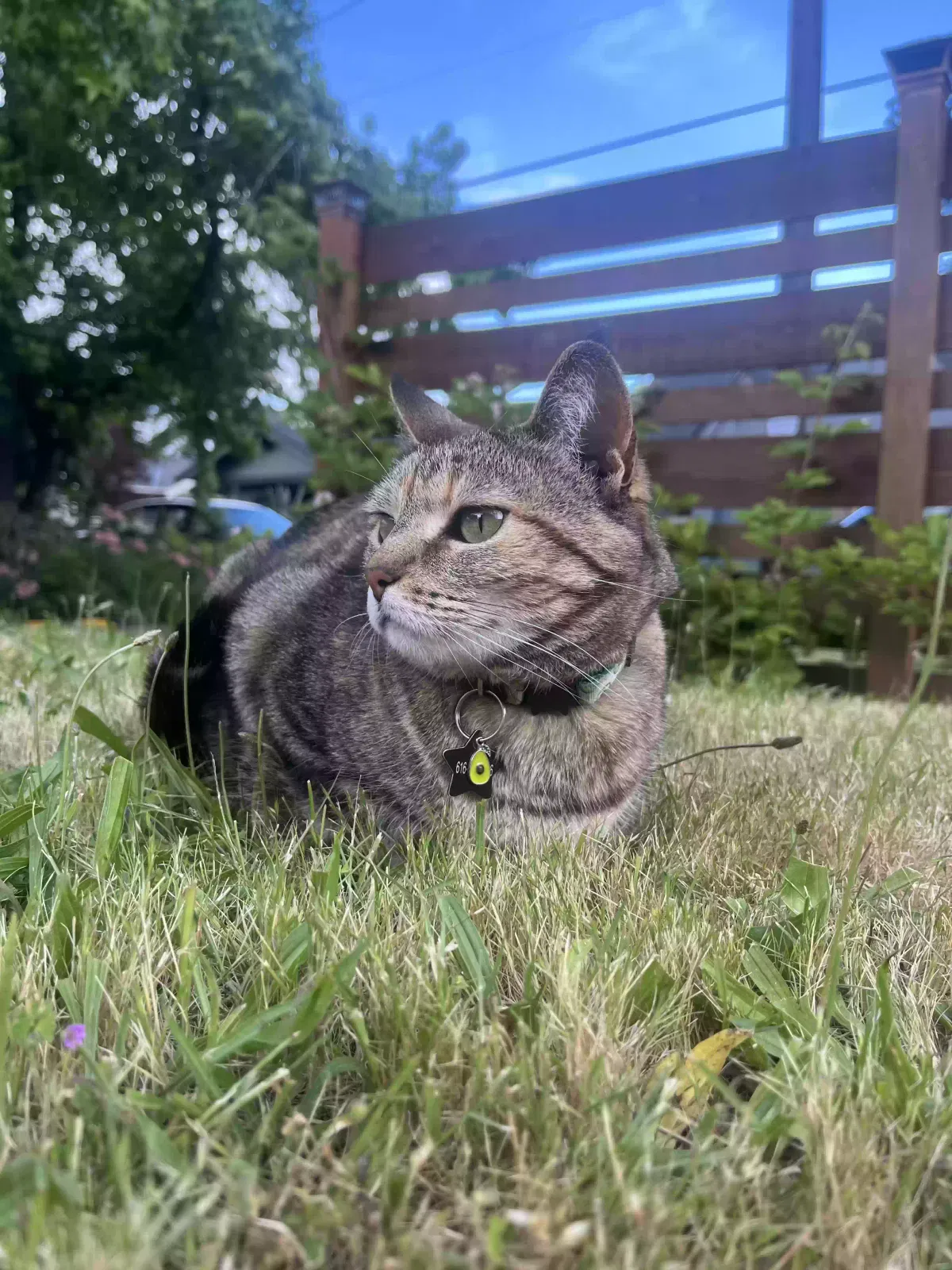 Lost cat in Portland, OR, 97213