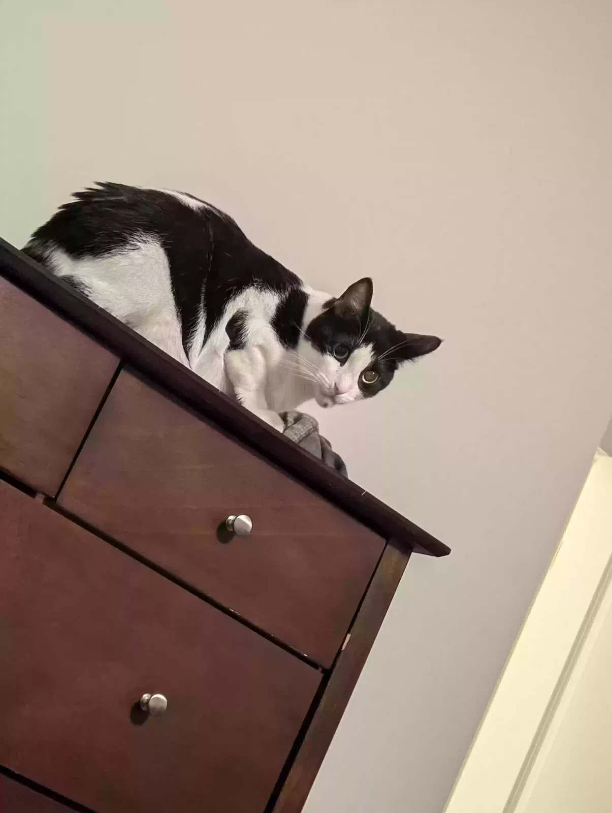Lost cat in Caledonia, MI, 49316