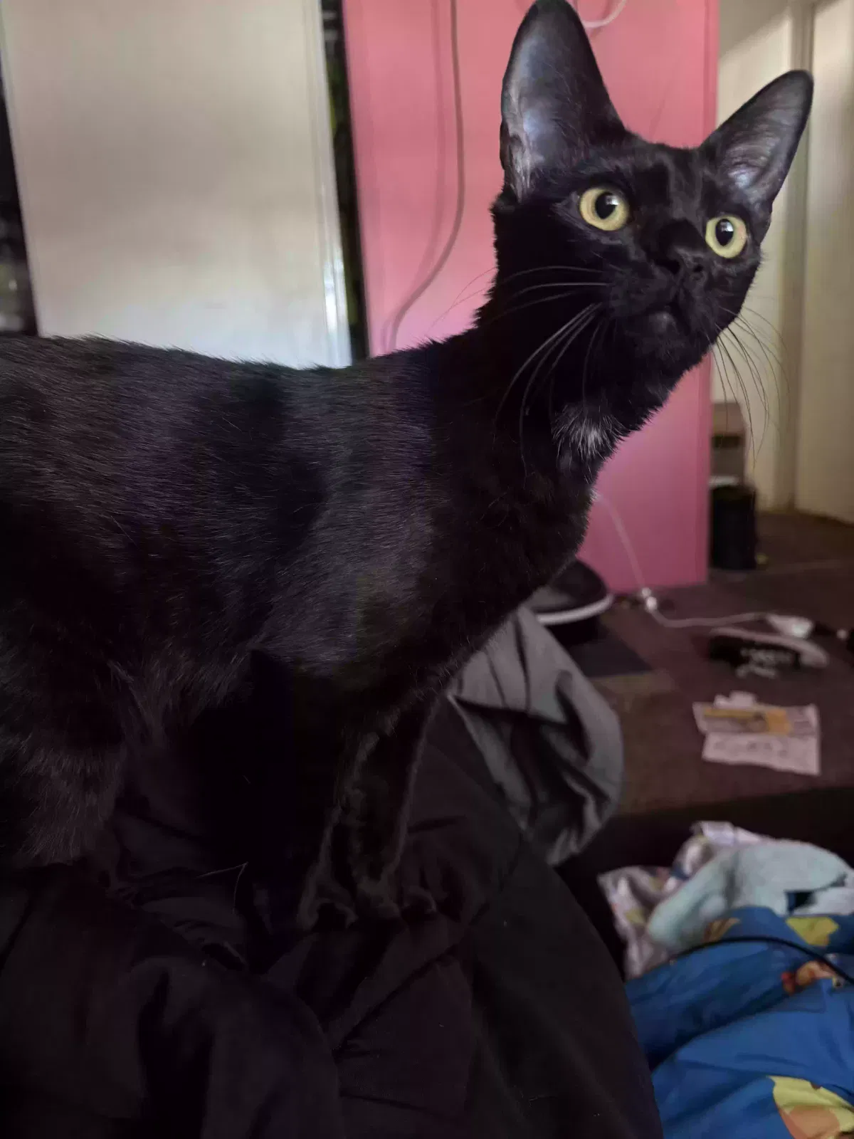 Lost cat in Lake Elsinore, CA, 92530