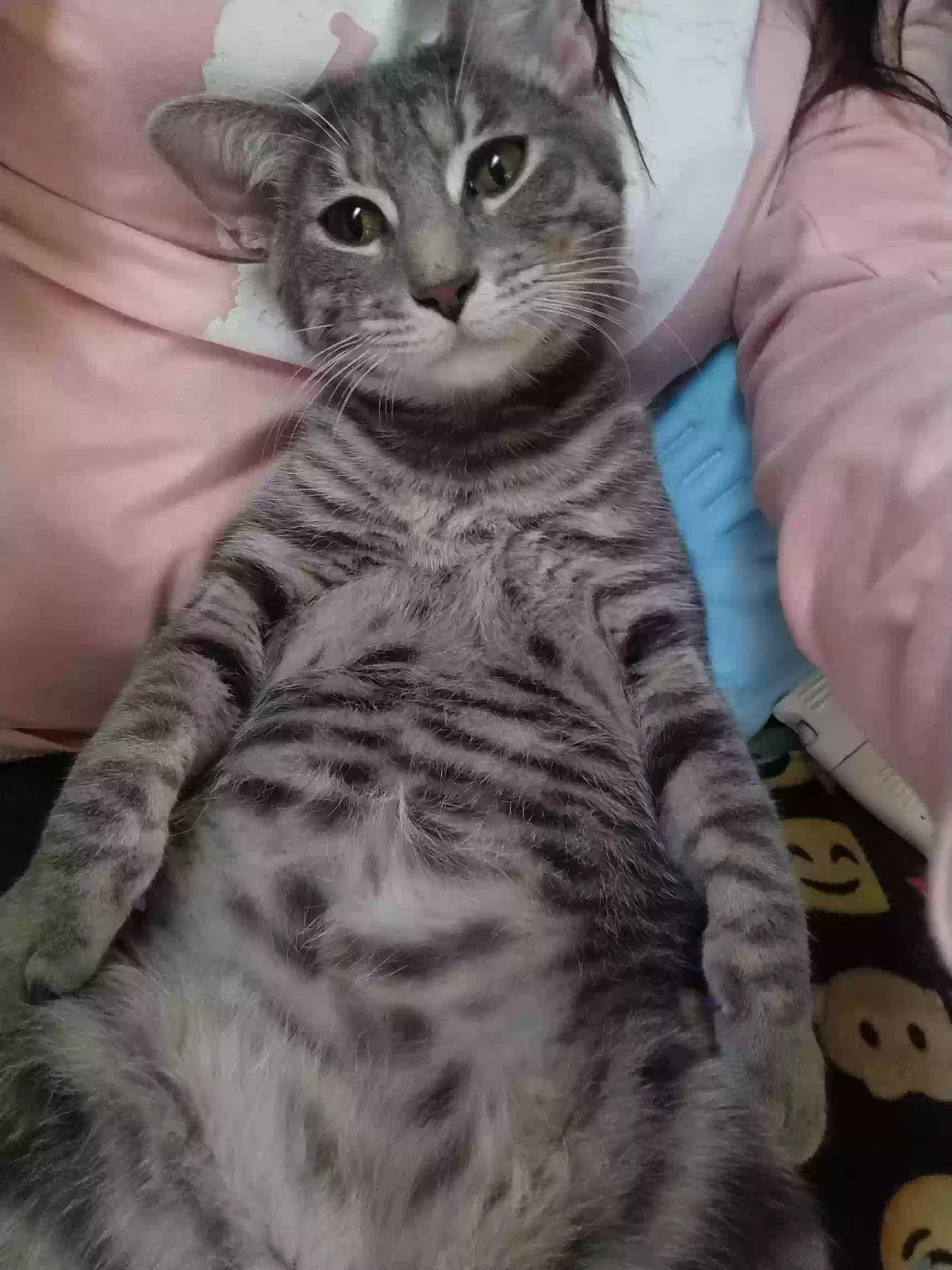 Lost cat in Brooksville, FL, 34604