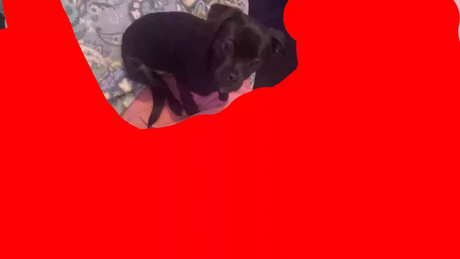 Lost dog in Nampa, ID, 83687