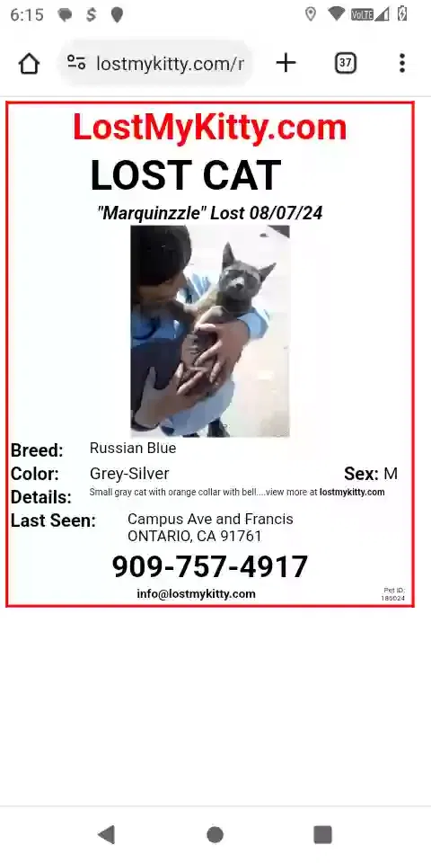 Lost cat in Ontario, CA, 91761