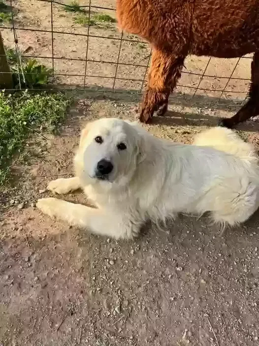 Lost dog in Orient, OH, 43146
