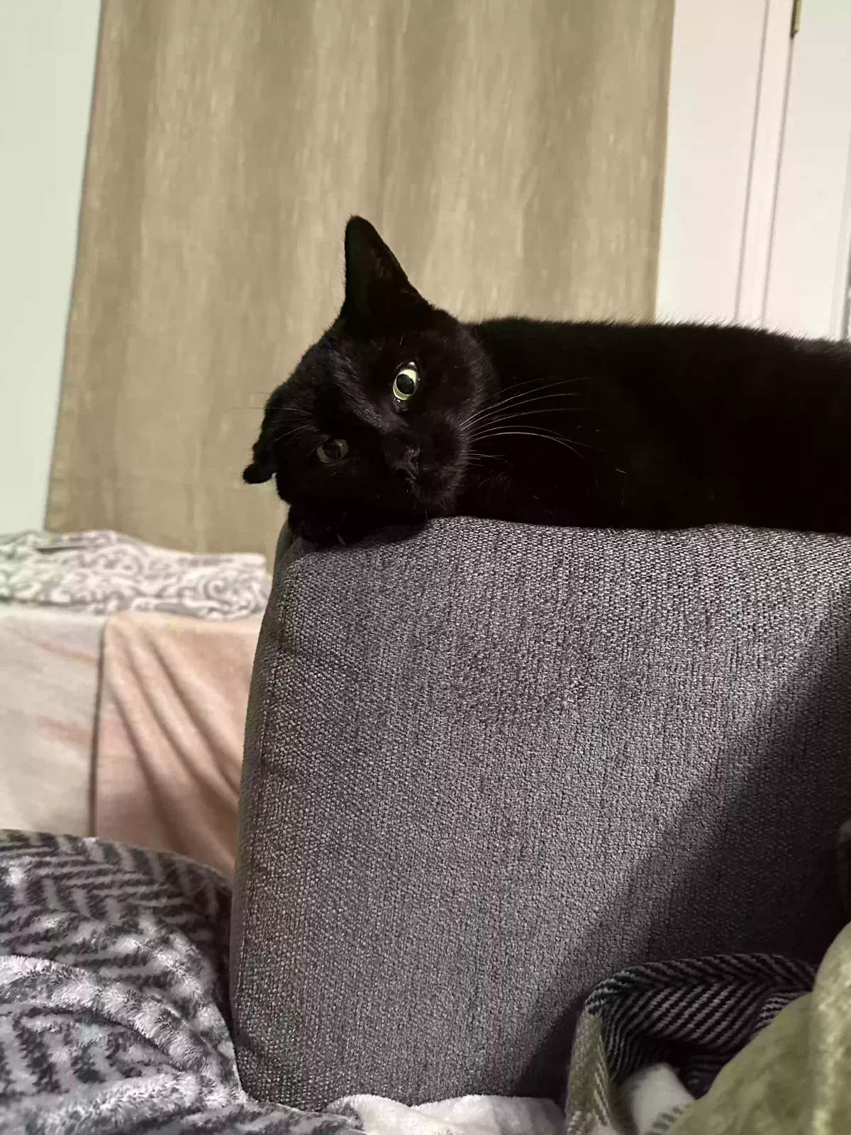 Lost cat in San Antonio, TX, 78252