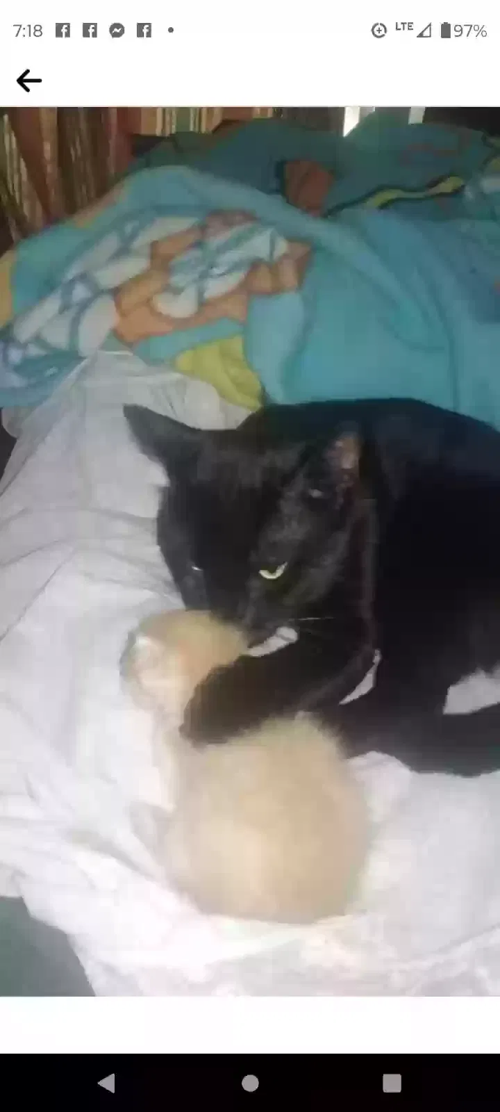 Lost cat in Bay Minette, AL, 36507