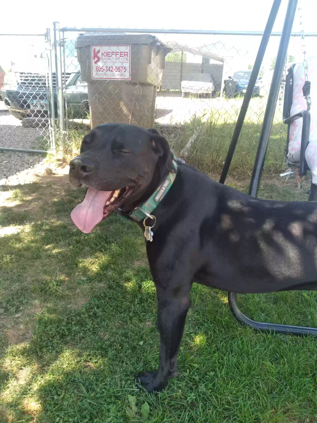 Found dog in Rapid City, SD, 57702