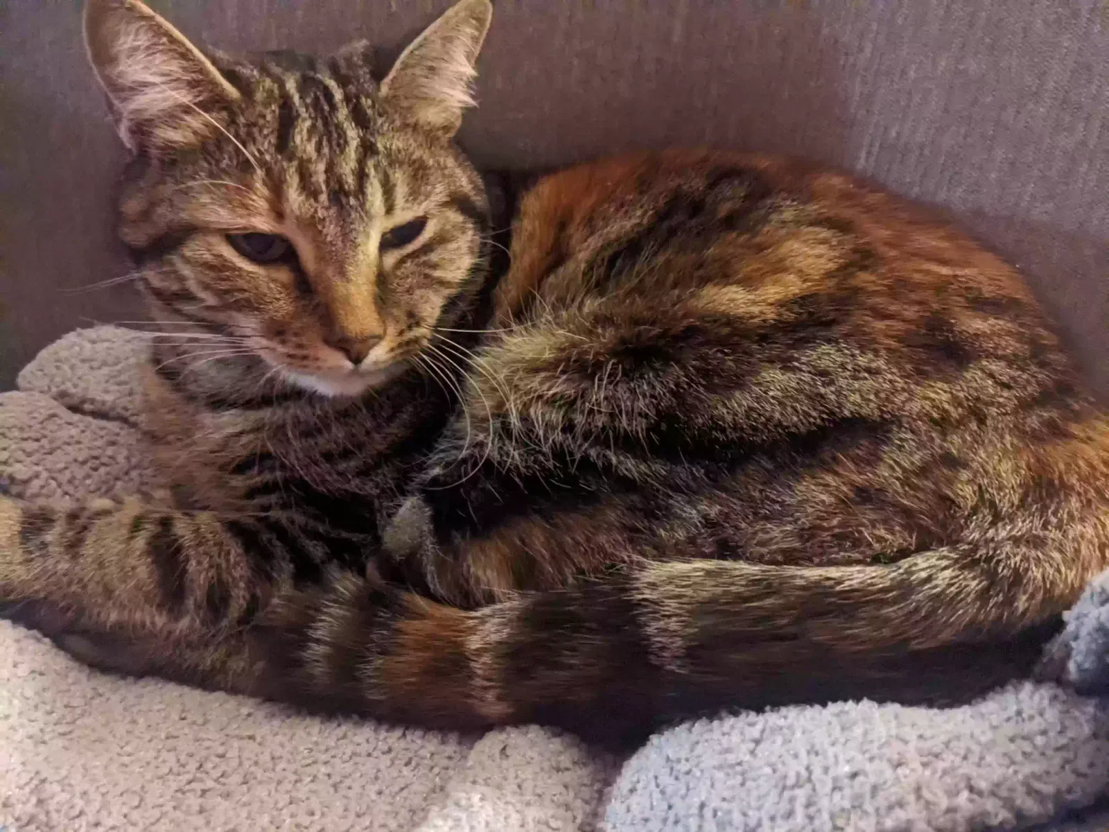 Lost cat in Albuquerque, NM, 87114