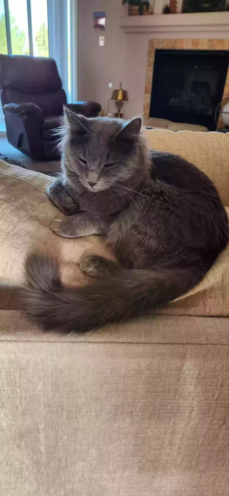 Lost cat in Rio Rancho, NM, 87144