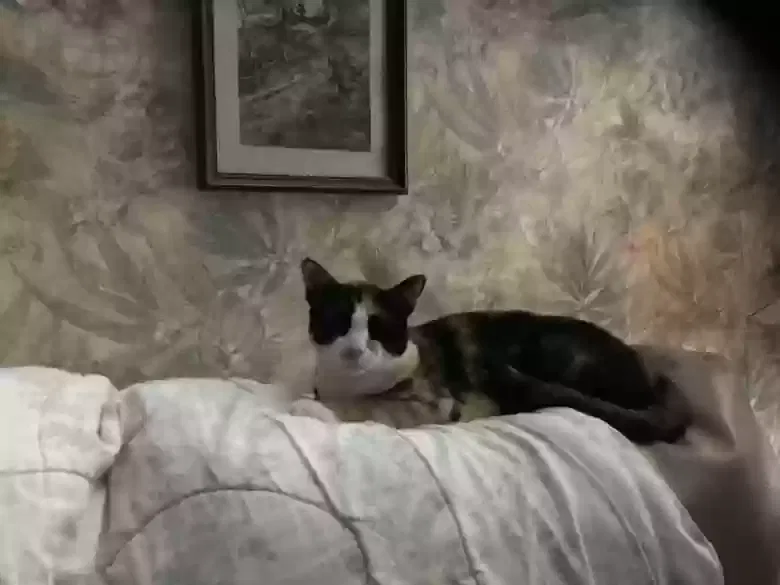 Lost cat in Saint Petersburg, FL, 33708