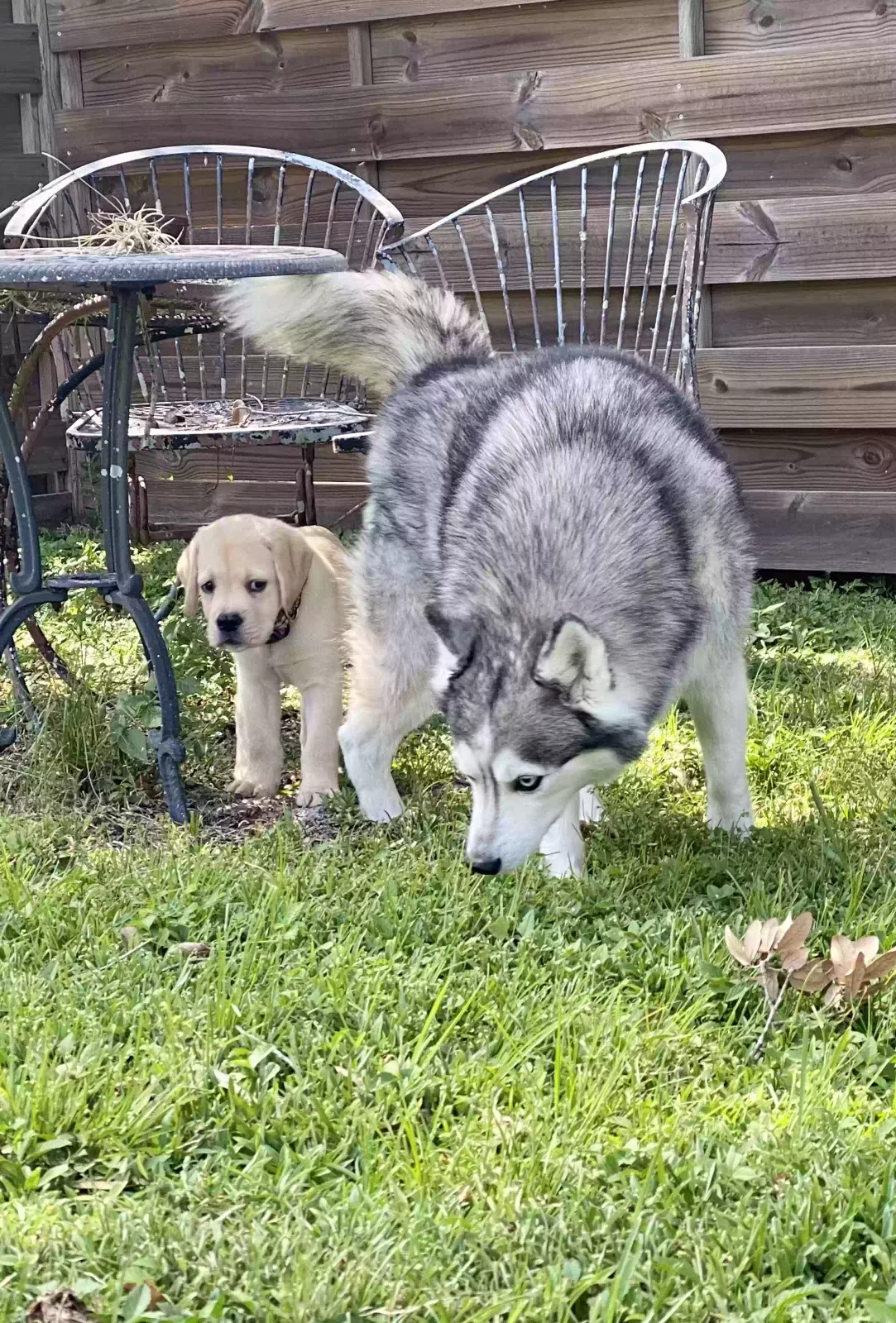 Lost dog in Palmetto, FL, 34221